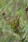 Illinois bundleflower